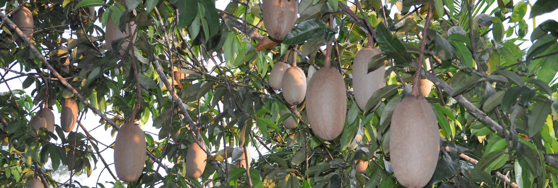 AFRICAN ORPHAN CROPS CONSORTIUM