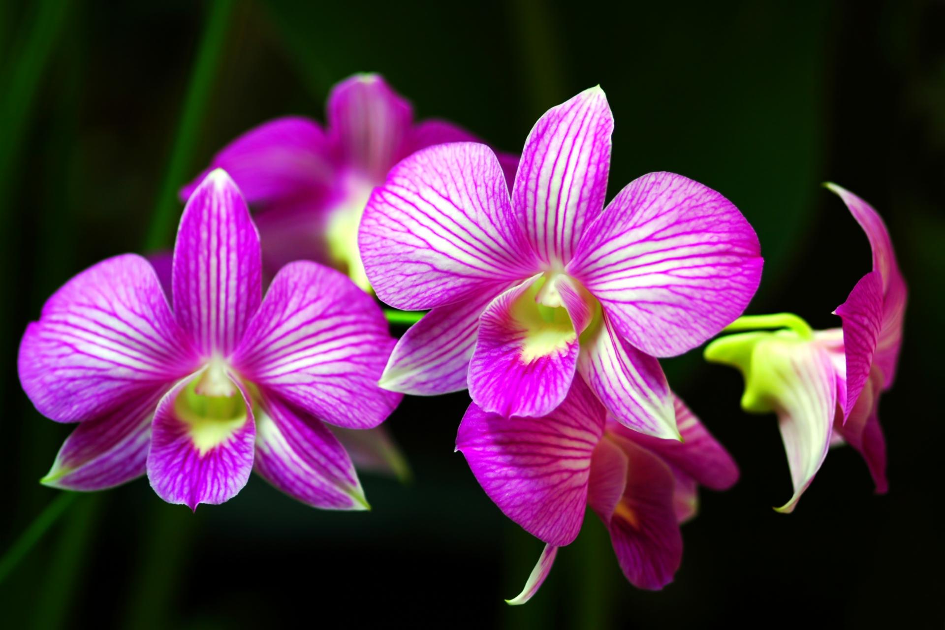 ORCHID EVOLUTION