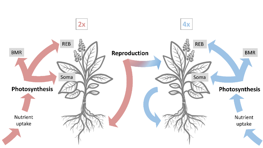 Metabolic Theory of Ecology