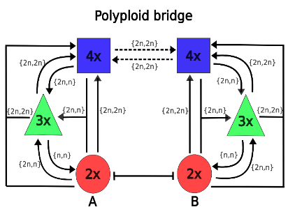 Polyploid bridge