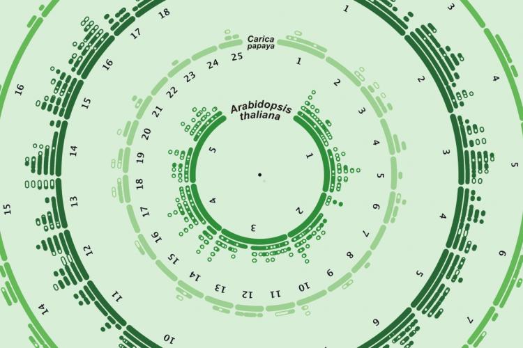 GENOME PROJECTS