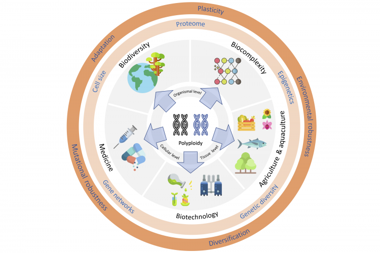 GENOME DUPLICATION & POLYPLOIDY