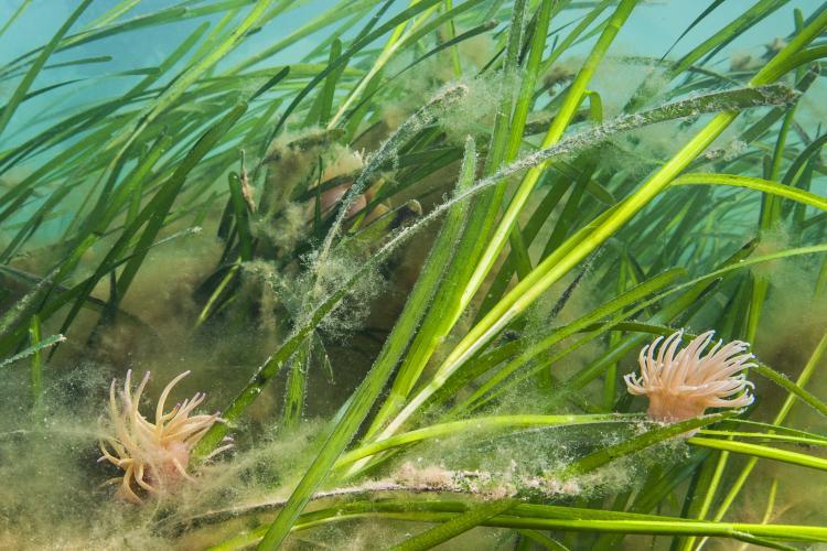 Seagrass genomics